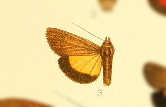 Virbia luteilinea