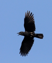 Cuban Palm Crow photo 3