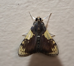 Rehimena cissophora