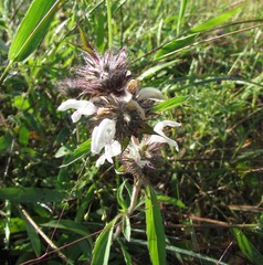 Monarda clinopodioides