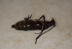 Diotimana undulata