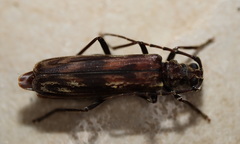 Diotimana undulata