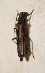 Diotimana undulata