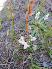 Linaria nigricans