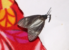 Cyclosia latipennis
