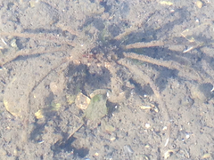 Pyromaia tuberculata