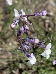 Linaria nigricans