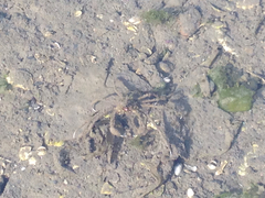 Pyromaia tuberculata