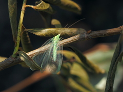 Chrysopidia ciliata