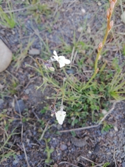 Linaria nigricans