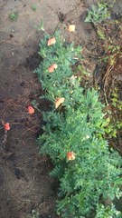 Papaver rhoeas