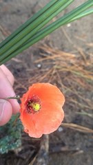 Papaver rhoeas