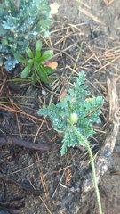 Papaver rhoeas
