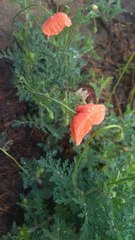 Papaver rhoeas