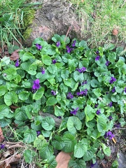 Viola odorata