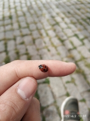 Coccinella septempunctata