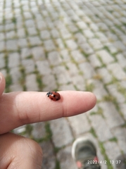 Coccinella septempunctata