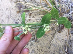 Oxypetalum tomentosum