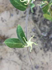 Oxypetalum tomentosum