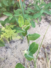 Oxypetalum tomentosum