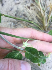 Oxypetalum tomentosum