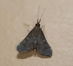 Piletocera macroperalis