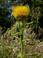 Centaurea macrocephala