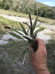 Broughtonia lindenii