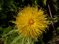 Centaurea macrocephala