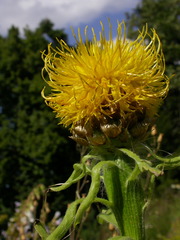 Centaurea macrocephala