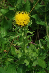 Centaurea macrocephala