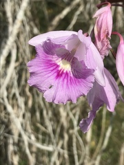 Broughtonia lindenii