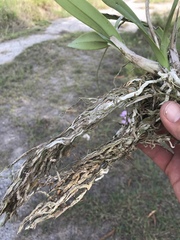 Broughtonia lindenii