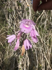 Broughtonia lindenii