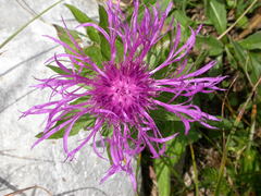 Centaurea nervosa nervosa