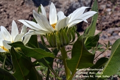 Wyethia helianthoides