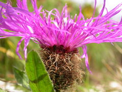 Centaurea nervosa nervosa