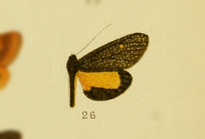 Virbia punctata