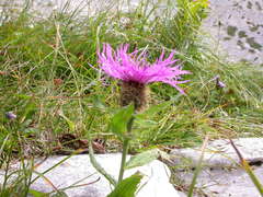 Centaurea nervosa nervosa