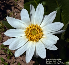 Wyethia helianthoides