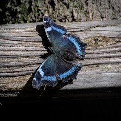 Kaniska canace nojaponicum