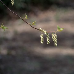 Stachyurus praecox