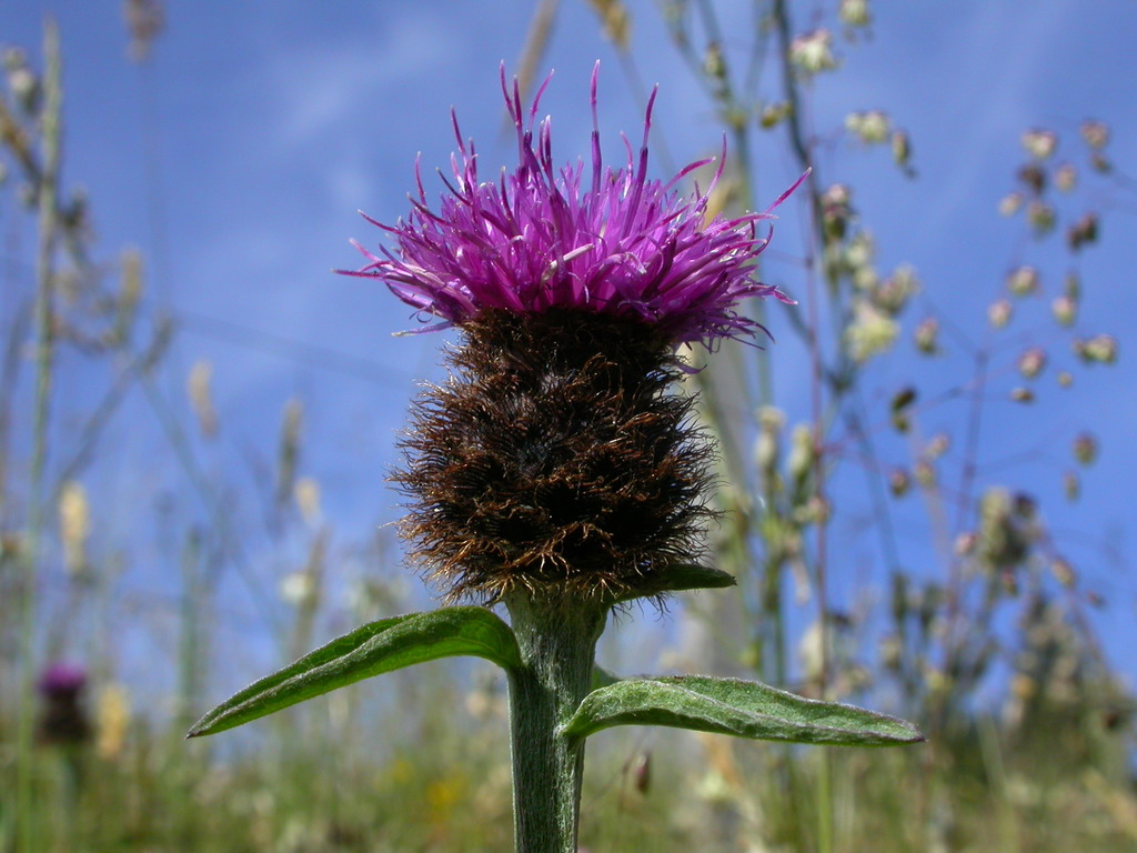Lesser knapweed