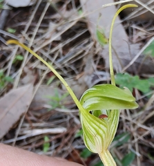 Pterostylis longicurva