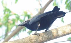 Corvus nasicus
