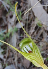 Pterostylis longicurva