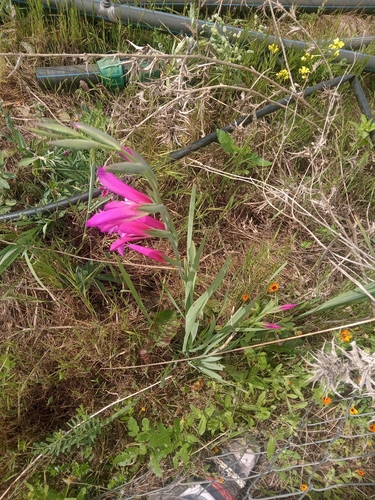 Field Gladiolus