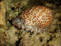 Tonna perdix