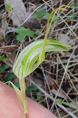Pterostylis longicurva