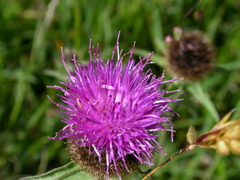 Centaurea nemoralis